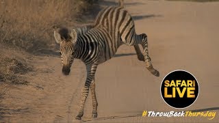 Baby Zebra Learns to Use Legs at San Diego Zoo Safari Park 