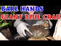 Solomon Islands: 2 days 1 night exploring mangrove forests, catching giant blue crabs #diving