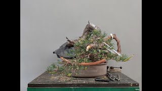 Pinus sylvestris Decandling and Jin