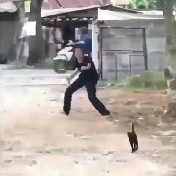 Dikejar anjing ❎ Dikejar kucing ✅ #shorts #cat #funny