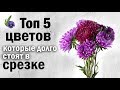 ТОП 5 Цветов Которые Долго Стоят в Вазе Цветы Которые Будут Долго Стоять в Срезке Флористика