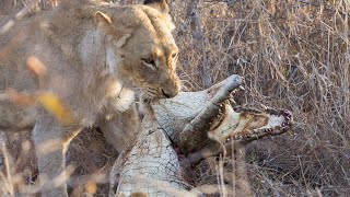 Extreme Fight Lion Vs Crocodile, Wild Animals Attack