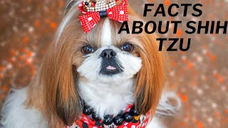 Facts About Shih Tzu Dog