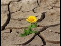 День борьбы с опустыниванием и засухой. World Day to Combat Desertification and Drought. Засуха 2020