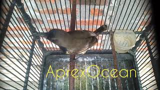 Burung Sogon  Suara Panggilan Buat Pancingan Burung Bahan 