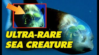 Ultra-rare Fish With Glowing Green Eyes Inside Transparent Forehead Sighted Again