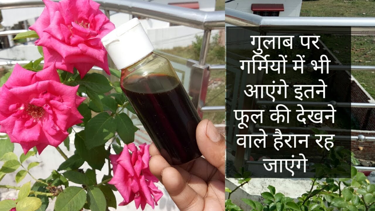 गुलाब पर गर्मियों में भी आएंगे इतने फूल की सब हैरान रह जाएंगे//Rose