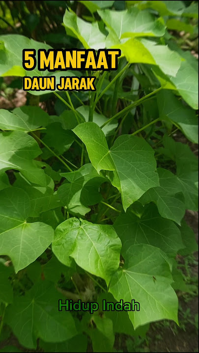 5 Manfaat Daun Jarak, Yang Harus Kamu Tahu