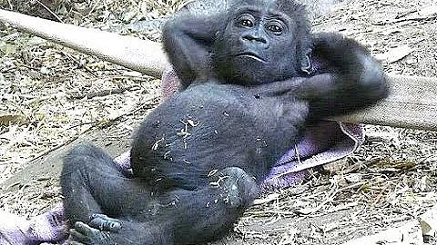 Como o macaco rir?