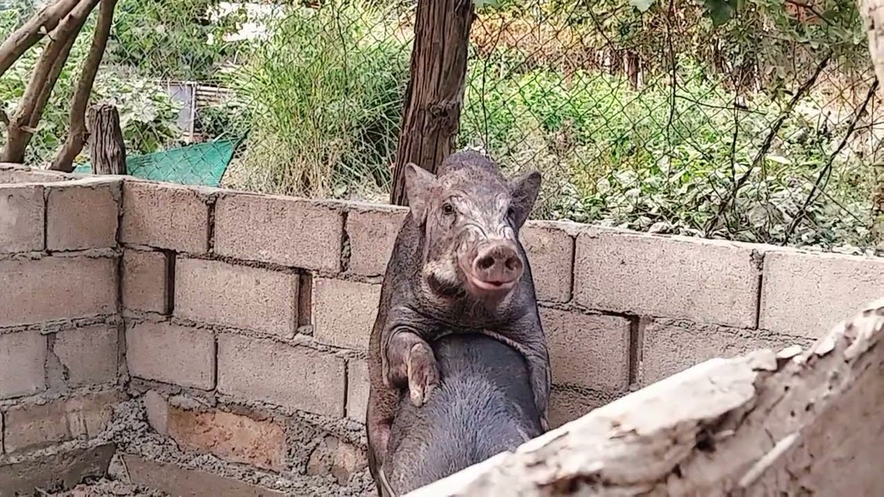 Pig Love 