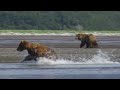 Search For The Ghost Bears | 4K Nature Documentary