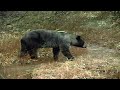 Search For The Ghost Bears | 4K Nature Documentary