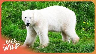 Search For The Ghost Bears | 4K Nature Documentary
