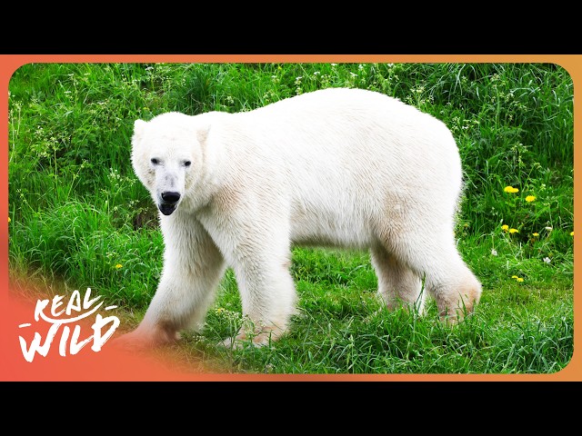 Search For The Ghost Bears | 4K Nature Documentary
