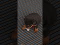 #newbornpupy#faith #cute #gabbar #dogeshbhai#pet #safety #pupyy #doog #rottweiler