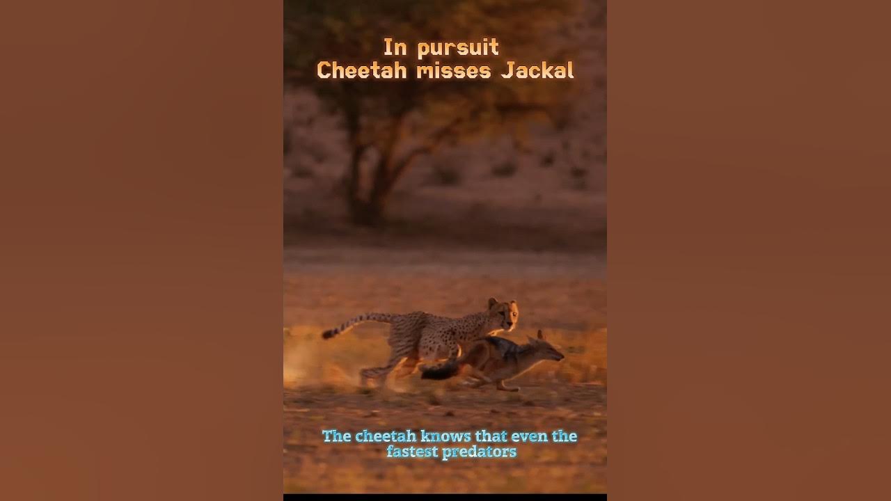 🐆Cheetah failed to catch Jackal youtube cheetah jackal amazingfacts