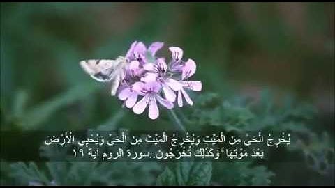 Quran تلاوة قرآن ١٥ ثانية  سورة الروم آية ١٩
