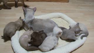 Zanadu Tonkinese kittens by zanadubirmans1 3,270 views 5 years ago 1 minute, 46 seconds