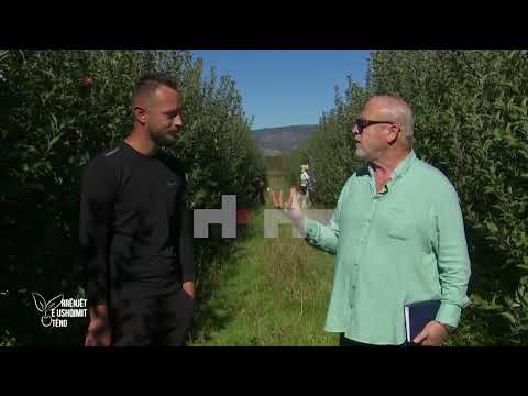 Video: Vjelja dhe ruajtja e qiqrave - Kur dhe si të korrni qiqrat