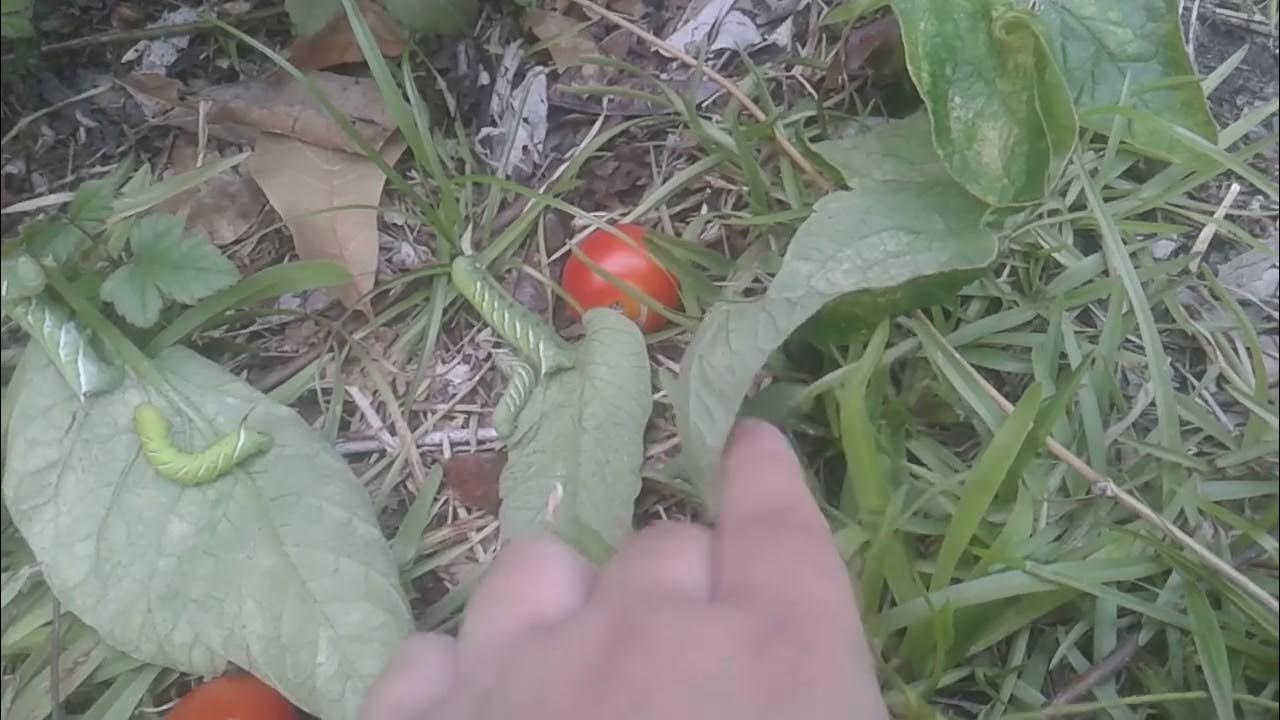Tomato hornworm parasite removal experiment 1 YouTube