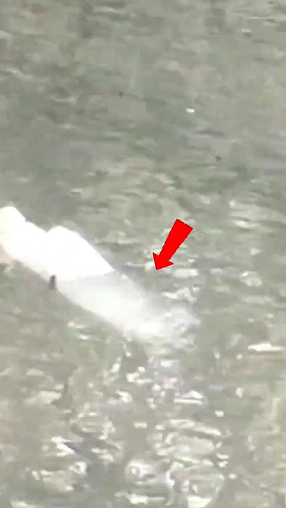 straight away got a header #shorts #mullet_fishing #using_a_bottle