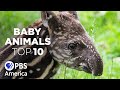 Baby Animals: The Top Ten - Weirdest (2023) | Full Documentary