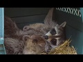 SO CUTE Momma Raccoon nursing babies ORIGINAL