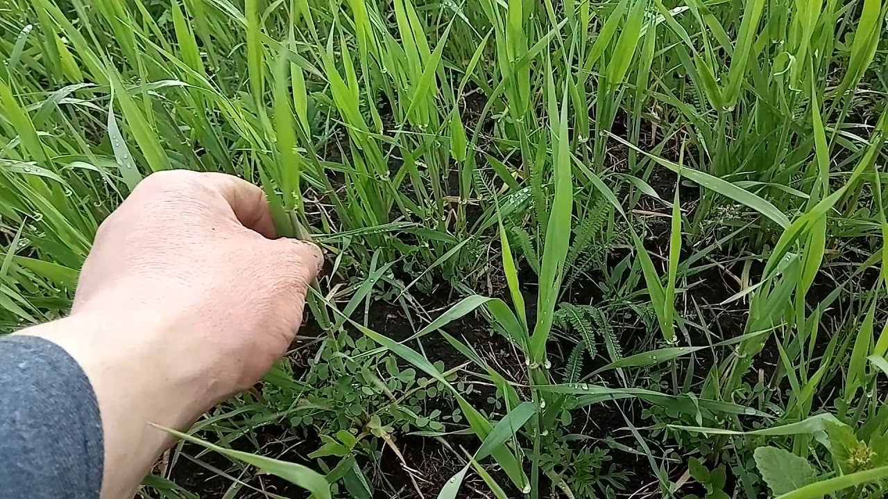 Люцерну ячмень. Способ посадки люцерны. Вороха люцерны для посева. Как растёт люцерна видео. Как посеять люцерну вручную в домашних.