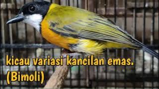 KICAU BURUNG KANCILAN EMAS (BIMOLI)