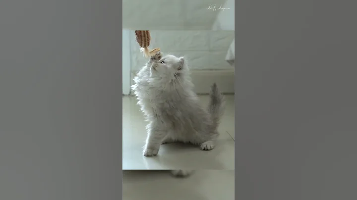 Watch the video about Cute Persian kitten play with its toy | Cutest Persian Cat Plays with Toy | Cat Videos