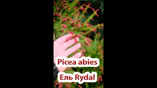 Picea abies Rydal