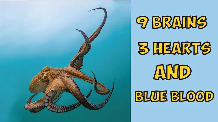 Why Octopus Have 9 Brains, 3 Hearts and Blue Blood | Animal Kingdom