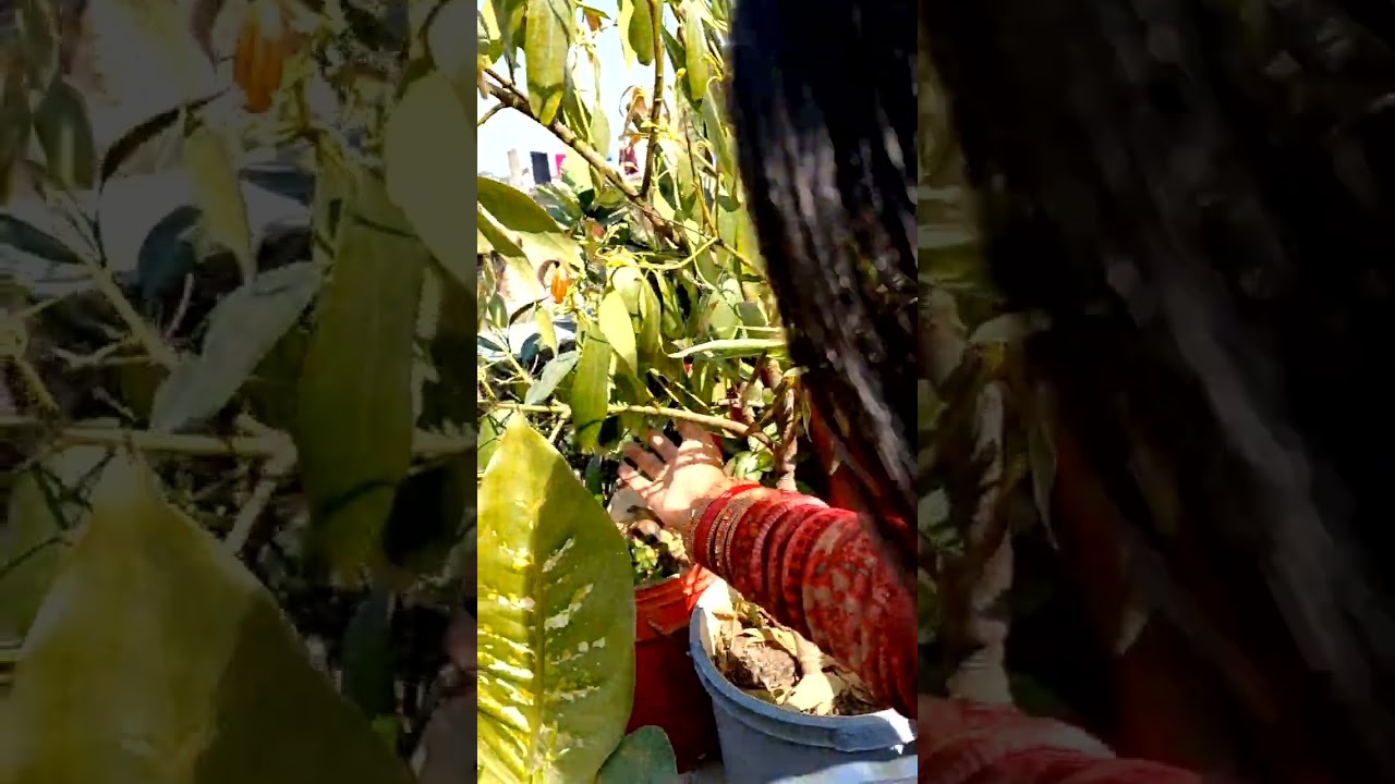 Homegrown| Terrace garden| kitchen garden 