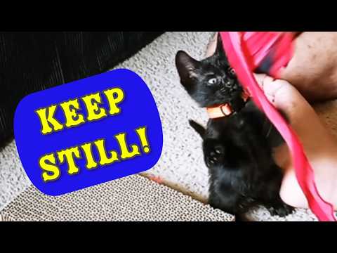 Black KITTEN vs. Ball on String: Playful Attack Mode!