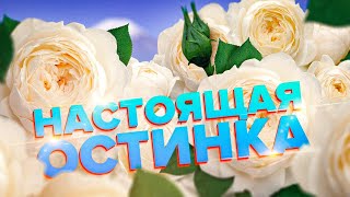 НАСТОЯЩАЯ АНГЛИЙСКАЯ РОЗА. КЛАССИЧЕСКАЯ ОСТИНКА. РОЗА КЛЭР ОСТИН