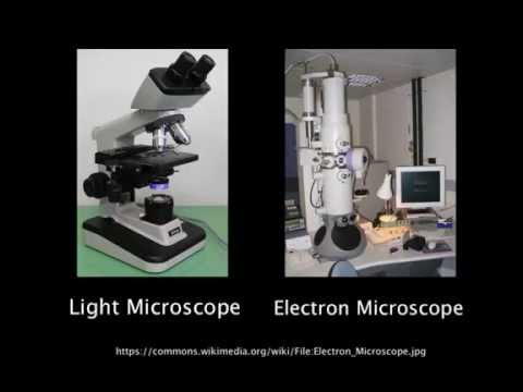 1.2 Resolution of electron microscopes versus light microscopes
