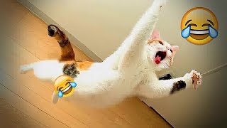 🐱😅 Funniest Cats and Dogs Videos 🐱😂 New Funny Animals 2024 # 19