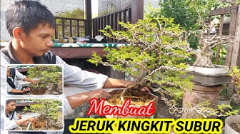 Jerukkingkit Youtube