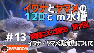 飼育について語ろう　第１回「イワナ・ヤマメ渓流魚について」【イワナとヤマメの120ｃｍ水槽】＃１３【120cm aquarium of  IWANA trout and YAMAME trout】