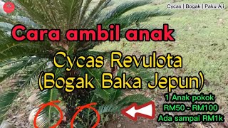 Cycas Revulota @ Bogak  Jepun @ Paku Aji. Cara Semai Anak Tanpa Merosakan Akarnya. #tanamanhias