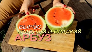 ЭТО просто ЧУДО! АРБУЗ вырос там, где он НЕ ДОЛЖЕН расти! Советы от ЗЕЛЕНОГО ОГОРОДА!