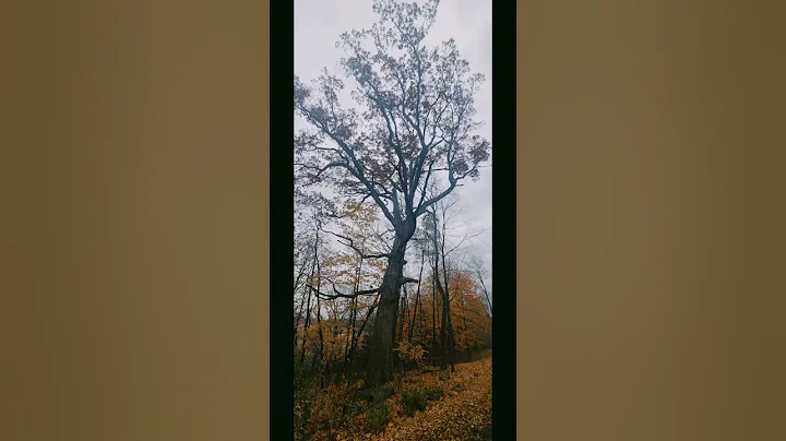 Autumn  in Minnesota