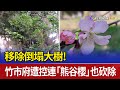 移除倒塌大樹！ 竹市府遭控連「熊谷櫻」也砍除