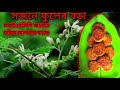 সজনে ফুলের মুচমুচে বড়া রেসিপি //একদম মুচমুচে আর লাগবেনা তেতো // Sojne Phooler Bora