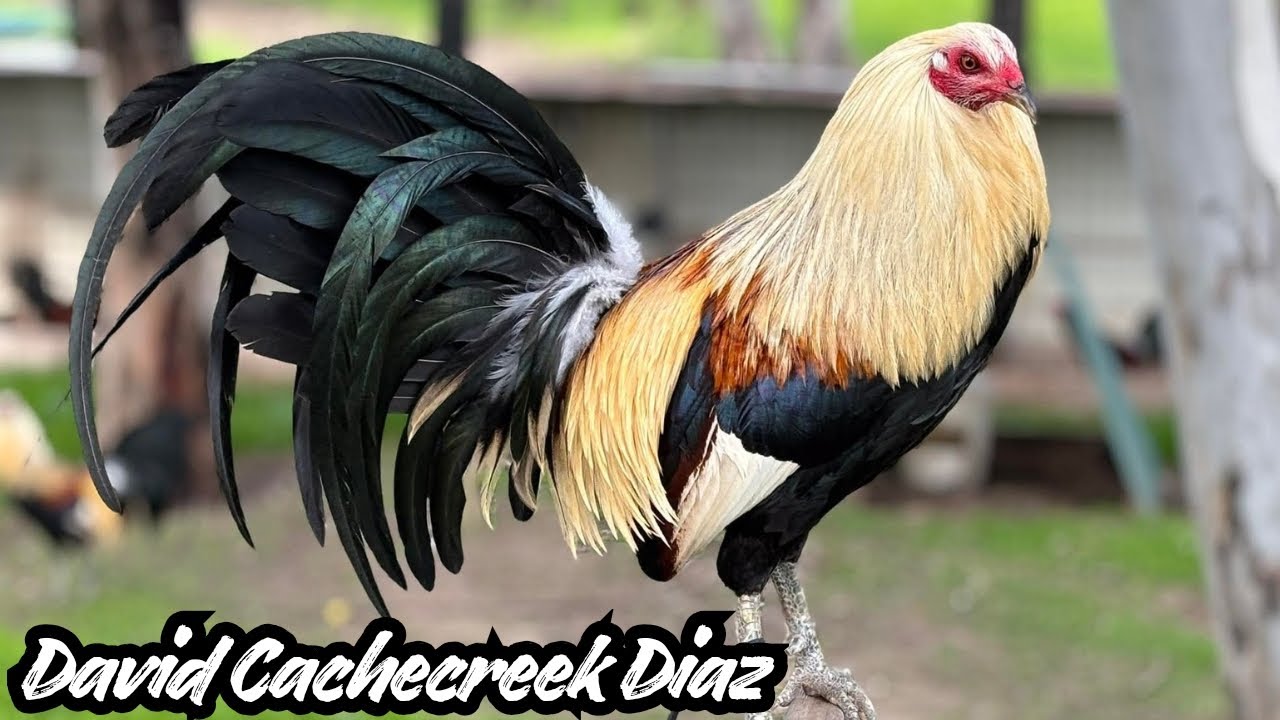 Ферма Дэвида Кэшкрика Диаса - Курятник свободного выгула, открытый и закрытый, большая ферма 🇺🇸