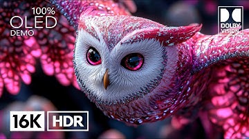 Most Beautiful Dolby Vision 16K HDR 120fps (4K/8K Video TV)