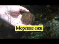 Морские ежи / Sea Urchins