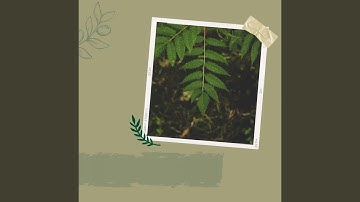 Serene Ambience for Lazy Days