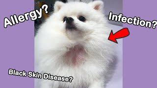 DOG HAIR LOSS | allergies black skin disease infection