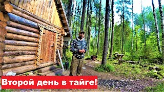 Разведка очень заросшего УЖД уса. Выезд из тайги с ГРИБАЛКОЙ.